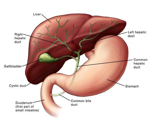 Image What are the first signs of a bad gallbladder?